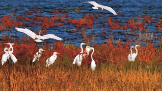 青土湖重现水草丰美、候鸟飞翔的美景