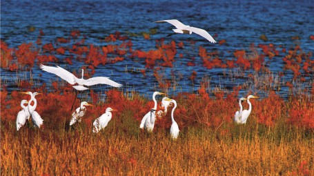 青土湖重现水草丰美、候鸟飞翔的美景